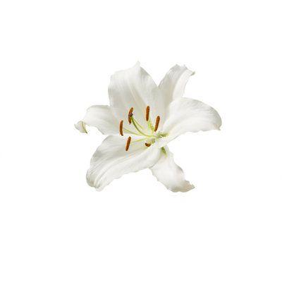 Harmony Blossom: A Symphony of Floral Grace